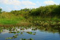 in den Everglades