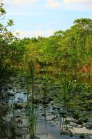 in den Everglades