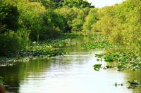 in den Everglades