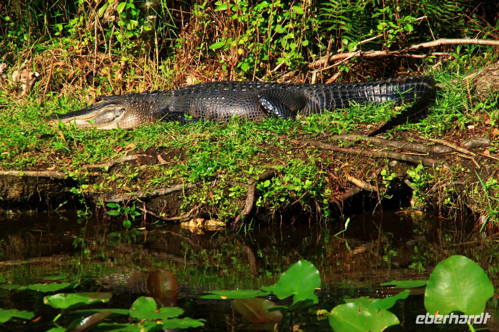 in den Everglades