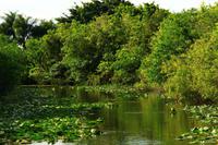 in den Everglades
