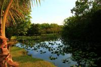 in den Everglades
