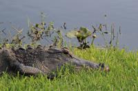 in den Everglades