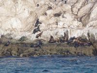 Robbenkolonie am Bird Rock