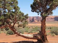 Geldbaum - Monument Valley