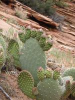 Prickly Pears