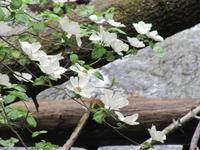 Yosemity Nationalpark - Dogwood