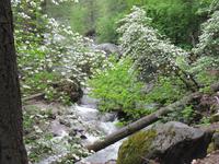 Yosemity Nationalpark - Dogwood