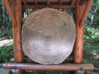 Baumriesen im Muir Woods