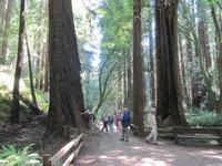 Baumriesen im Muir Woods