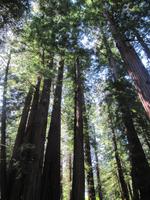 Baumriesen im Muir Woods