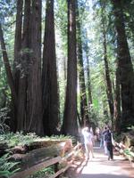 Baumriesen im Muir Woods