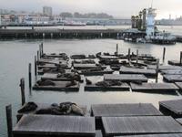 Seelöwen am Pier 39