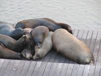 Seelöwen am Pier 39