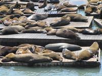 Seelöwen am Pier 39