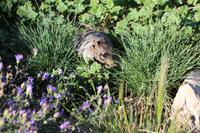 Spaziergang am Grand Canyon