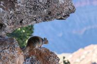 Spaziergang am Grand Canyon - Felsenhörnchen