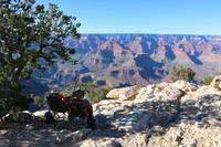 Spaziergang am Grand Canyon