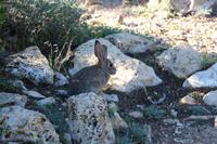 Spaziergang am Grand Canyon - Hase