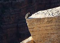 Spaziergang am Grand Canyon - Kondor