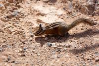 Streifenhörnchen im Bryce Canyon