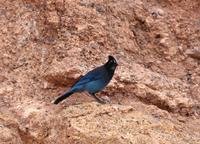 Diademhäher (Stellars Jay) am Bryce Canyon