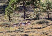 Gabelbock-Antilopen am Bryce Canyon