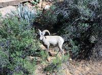 Dickhornschaf im Zion-Nationalpark