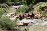 Spaziergang im Zion-Nationalpark