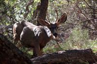 Spaziergang im Zion-Nationalpark - Maultierhirsch
