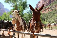 Spaziergang im Zion-Nationalpark - Westernpferde