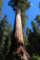 Mammutbaum Sequoia im Yosemite-Nationalpark
