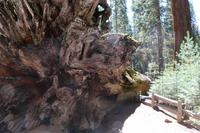 Wanderung zu den Mammutbäumen im Yosemite-Nationalpark