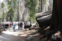 Wanderung zu den Mammutbäumen im Yosemite-Nationalpark