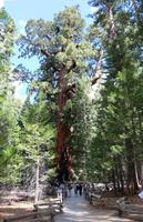 Wanderung zu den Mammutbäumen im Yosemite-Nationalpark