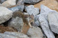 Felsenhörnchen im Yosemite-Nationalpark