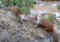 Felsenhörnchen im Yosemite-Nationalpark