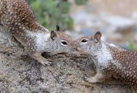 Felsenhörnchen im Yosemite-Nationalpark