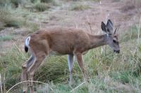 Rehbock im Yosemite-Nationalpark