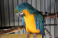 Pause im Hofladen in Merced - Papagei