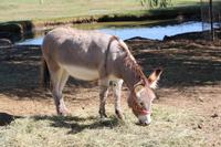 Pause im Hofladen in Merced - Esel