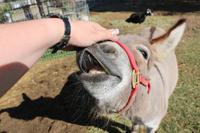 Pause im Hofladen in Merced - Esel