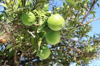 Pause im Hofladen in Merced - Orangen