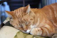 Pause im Hofladen in Merced - Katze