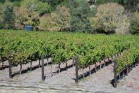 Weinanbau im Napa Valley Kalifornien