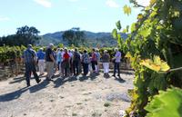 Besuch des Weingutes Cosentino im Napa Valley Kalifornien