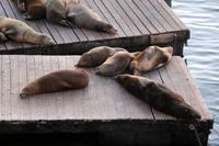 Seelöwen am Pier 39 in San Francisco