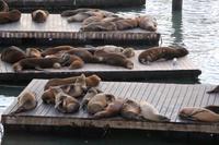 Seelöwen am Pier 39 in San Francisco