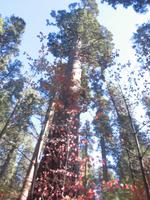 Calaveras Big Trees State Park