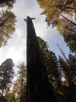 Calaveras Big Trees State Park